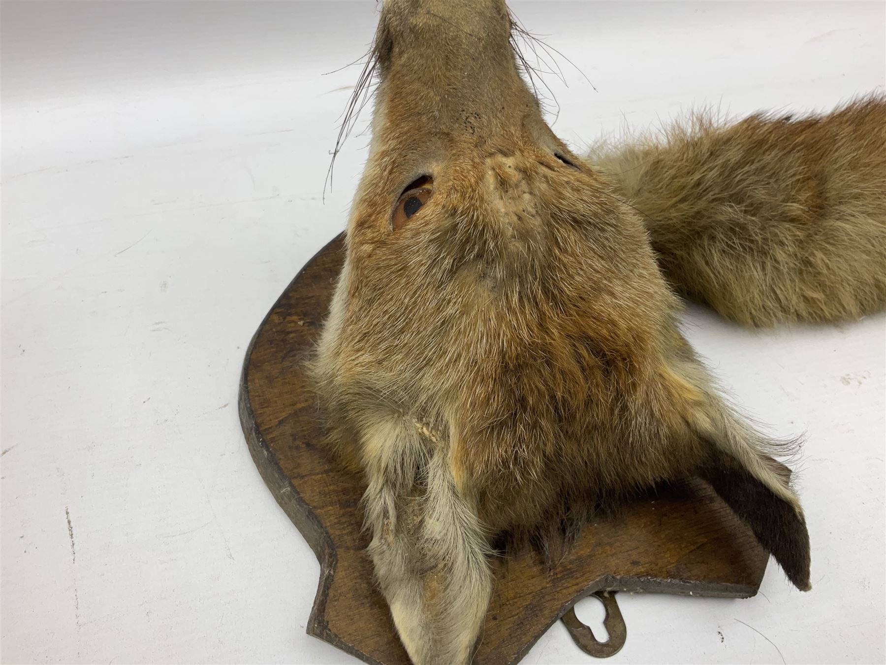 Taxidermy: Red fox mask (Vulpes vulpes), with mouth agape bearing teeth and ears back, mounted upon wooden shield, with brush, shield H24cm
