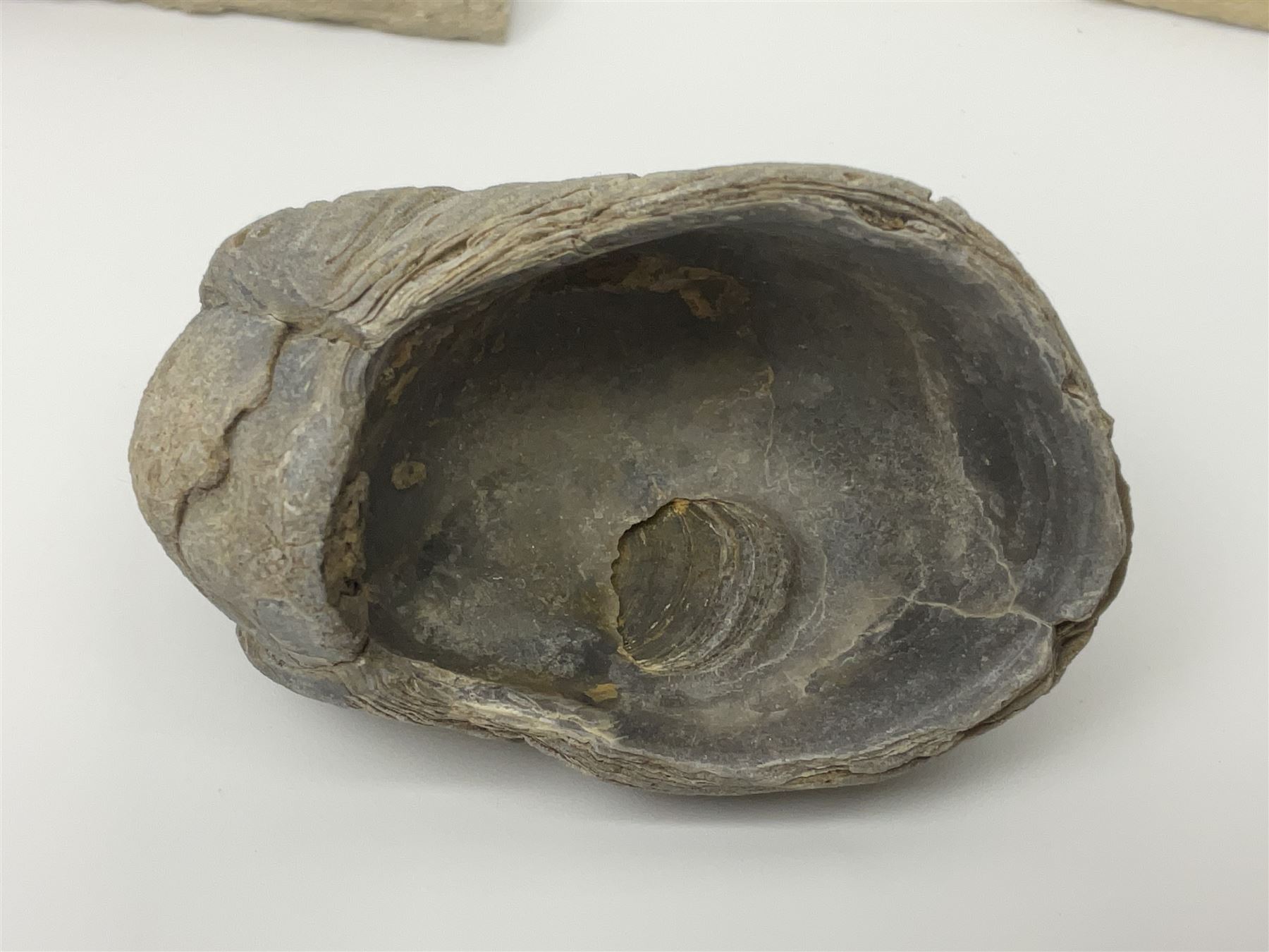 Two Scutella echinoids in a matrix, age; Oligocene period, location; Dinan France, together with a trilobite in matrix, and three other fossils  