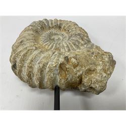 Large ammonite fossil, mounted upon a rectangular wooden base, age; Cretaceous period, location; Morocco, H33cm