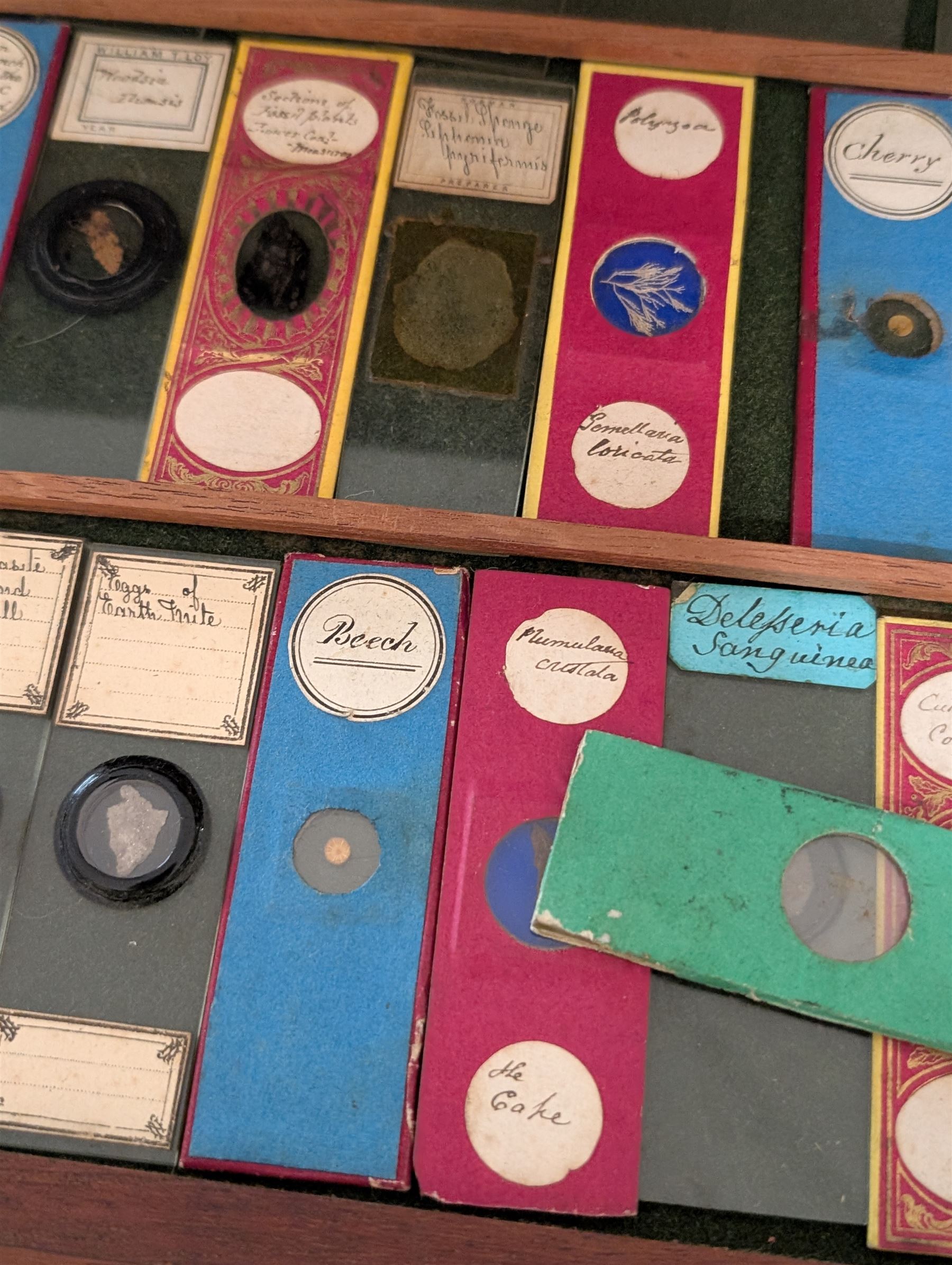 Victorian collector's specimen cabinet, containing a number of prepared microscope slides including miniature photographs, animal and human pathological, physiological and histological specimens and botanical specimens, mostly annotated in ink, the cabinet with glazed door, the drawers with bone handles and lined with green felt, owned by Dr Arthur Bristow, together with a picture of the doctor, cabinet H43cm