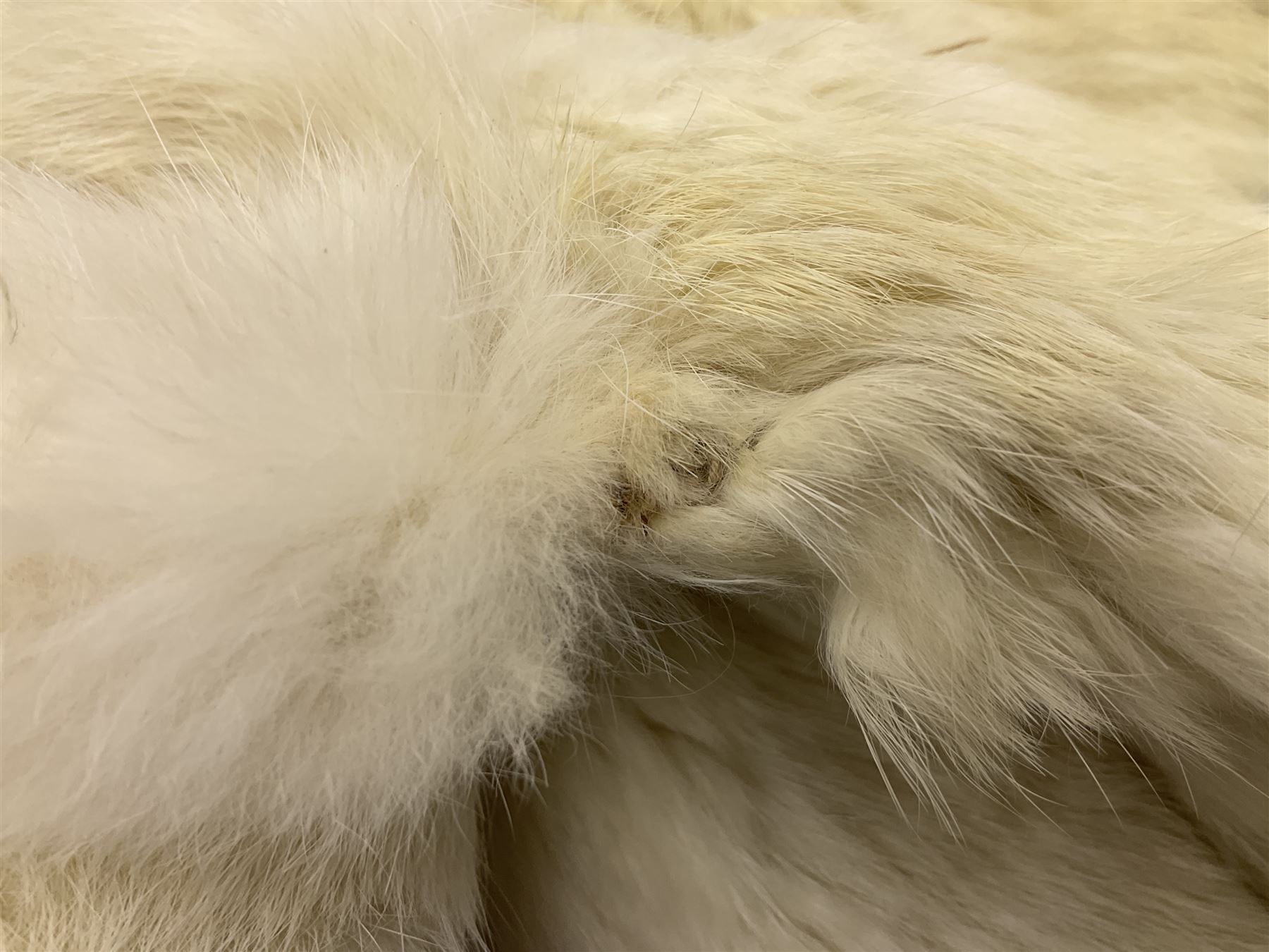 Brown mid length musquash fur coat by National Fur Company together with white rabbit cape