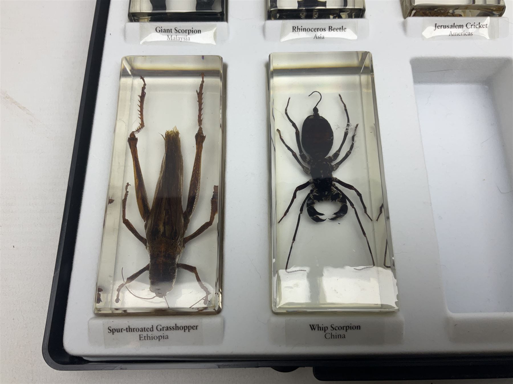 Entomology: collection of fifty two insect specimens, each in an acrylic block, to include Giant Scorpion, Rhinoceros Beetle, Praying Mantis, Millipede, Flower Mantis, Exotic Planthopper, Blue Weevil etc 