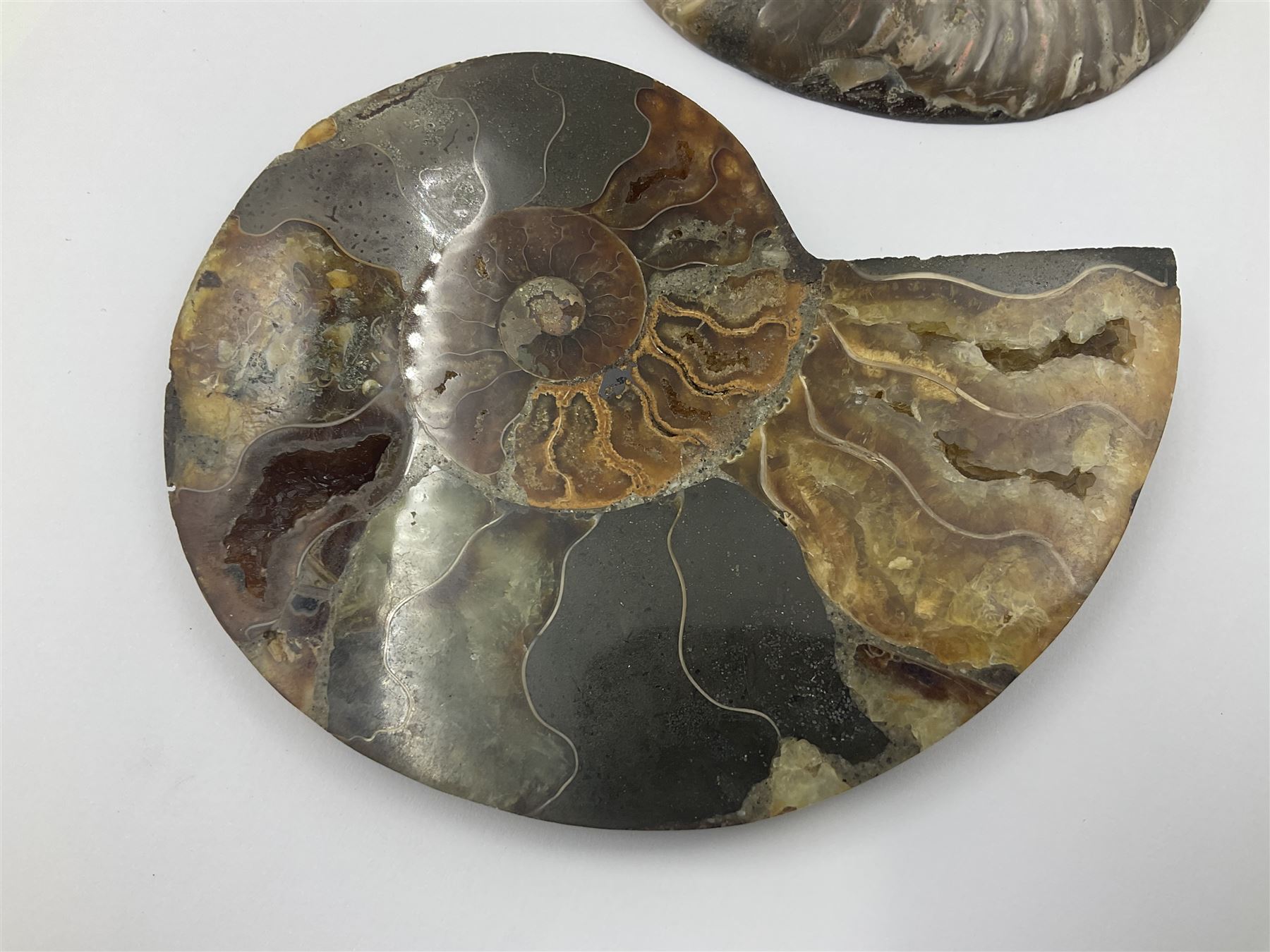 Two ammonite fossil slices, with polished finish, age: Cretaceous period, location: Madagascar, D12cm