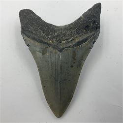 Megalodon (Otodus Megalodon) tooth fossil, age; Miocene period, H9cm, W7cm