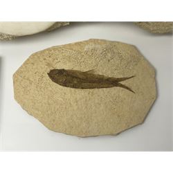 Two Scutella echinoids in a matrix, age; Oligocene period, location; Dinan France, together with a trilobite in matrix, and three other fossils  