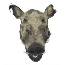Taxidermy: African bushpig (Potamochoerus larvatus), male shoulder mount looking straight ahead, with mouth agape,  D55cm