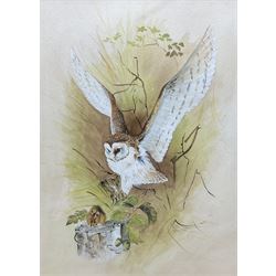 Attrib. Brian Needham (British ?-2004): Barn Owl and Harvest Mouse, watercolour and gouache unsigned 46cm x 33cm 