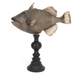 Taxidermy; Preserved Triggerfish (Balistidae), full adult mount, mounted upon an ebonised ...