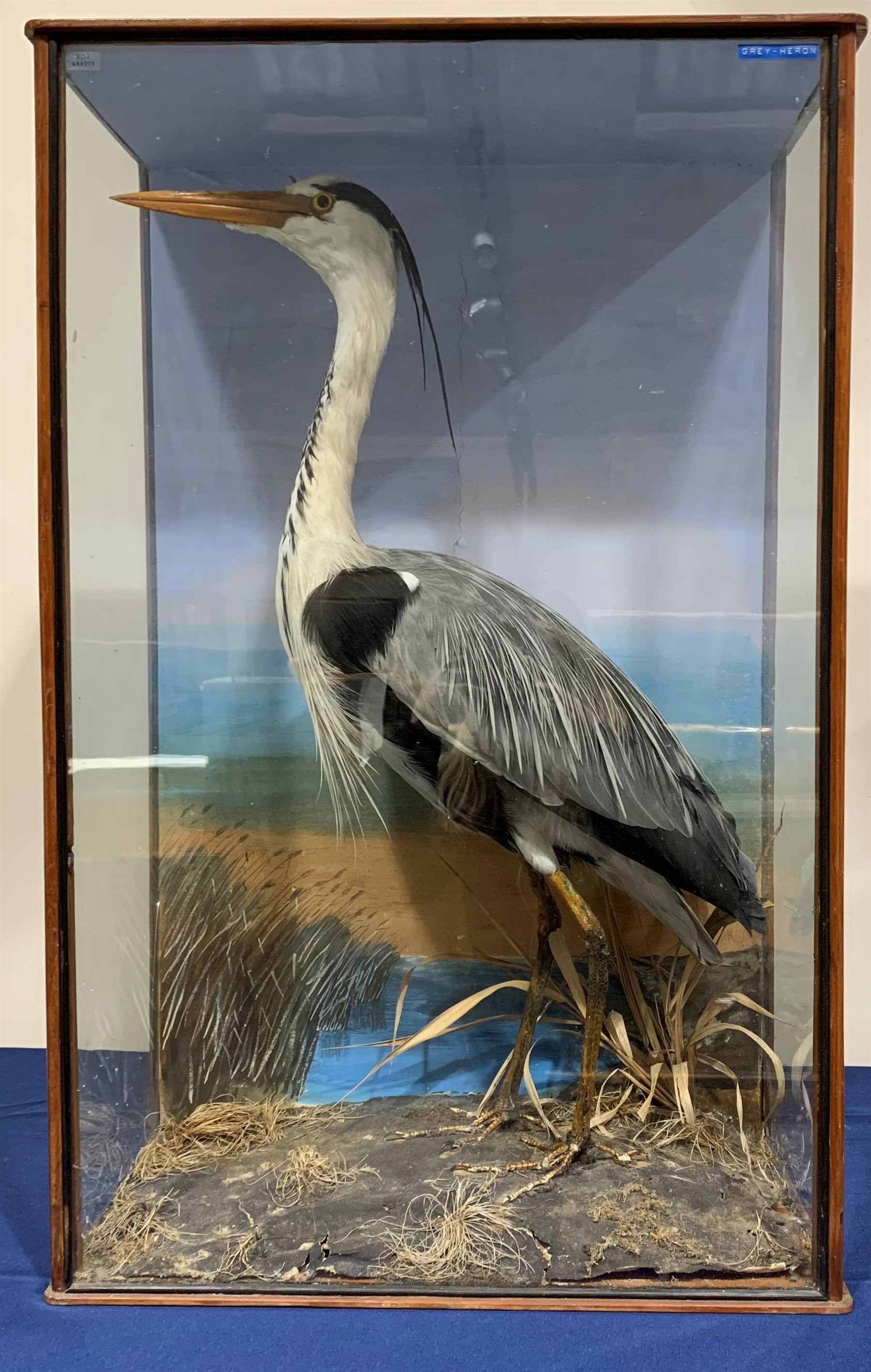 Taxidermy: Early 20th century cased Grey Heron (Ardea cinerea), in naturalistic setting with grasses, set against a painted waterside backdrop, enclosed within a pitch pine three pane display case, indistinct hand written inscription verso At Stock Mill in Burniston Drain […] shot 1913 April 13th by TGA, H86cm L56cm D28.5cm 
