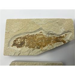Four fossilised fish (Knightia alta) each in an individual matrix, age; Eocene period, location; Green River Formation, Wyoming, USA, largest matrix H6cm, L11cm