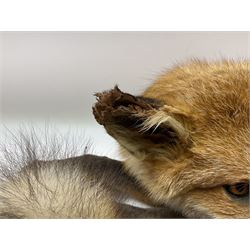Taxidermy: Fireside red fox (Vulpes vulpes), a full mount adult fox in recumbent position, L44cm. 