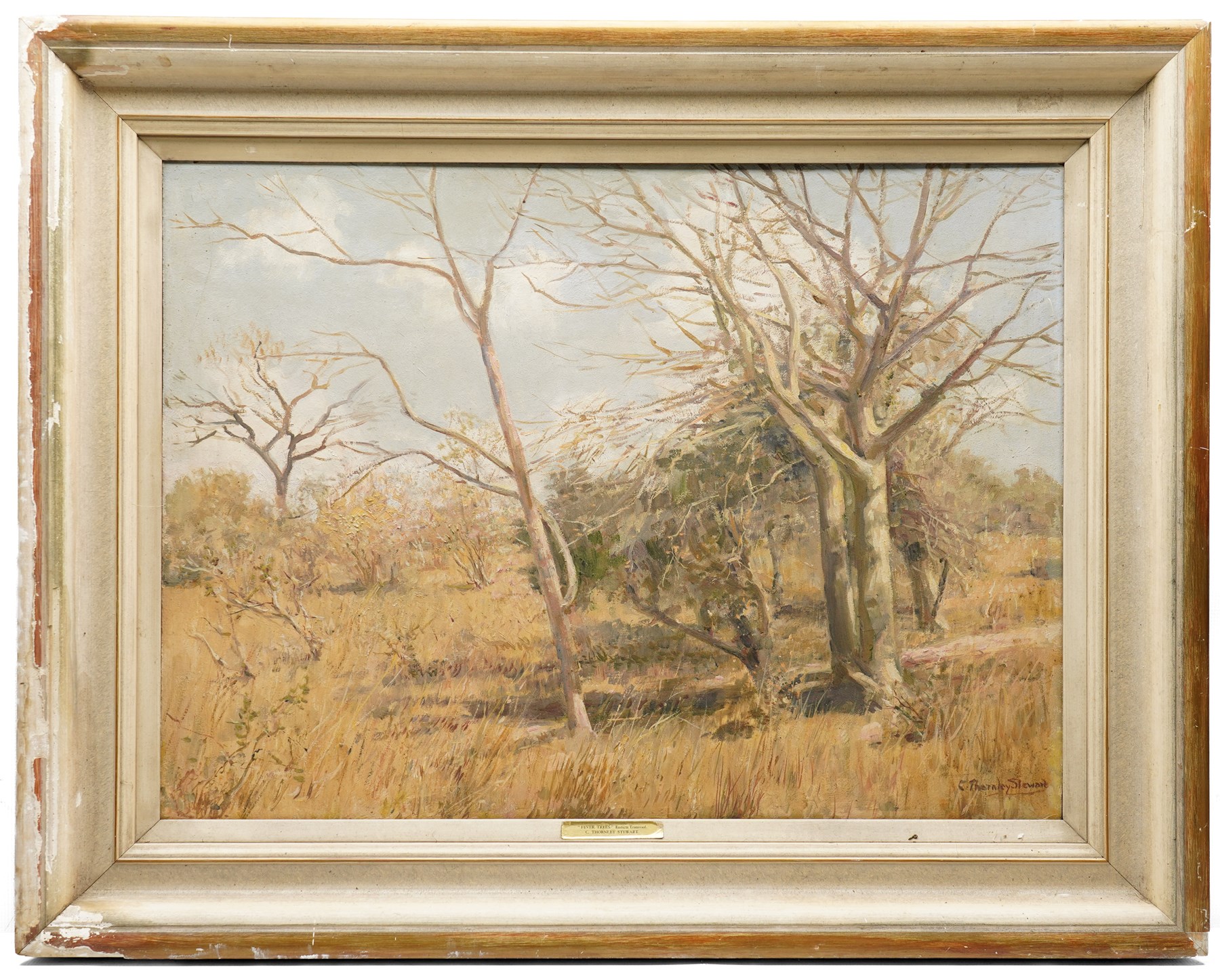 Cecil Thornley Stewart (South African 1881-1967): 'Fever Trees - Eastern Transvaal', oil on board signed, titled on the mount 55.5cm x 76cm