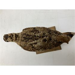 Taxidermy: Two Woodcock (Scolopax rusticola), both adult mounts on open display upon wooden bases, tallest example H22cm 