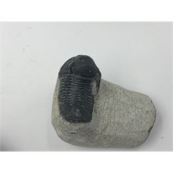 Dragonfly larvae (Libellula doris), together with four Mosasaur teeth, four trilobites (Crotalocephalina gibba) and one other tooth