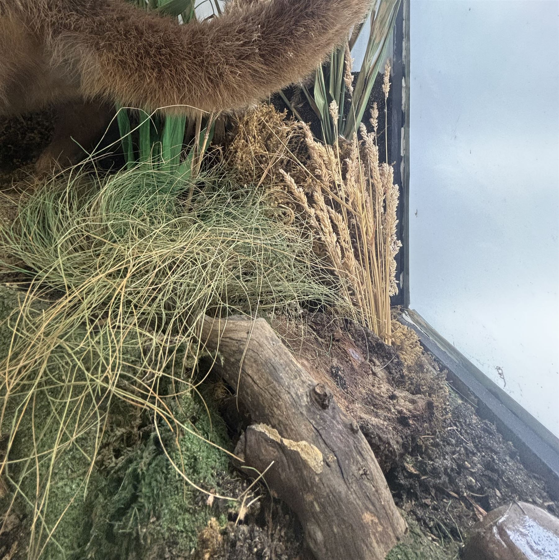 Taxidermy: late Victorian cased European Otter (Lutra lutra), full adult amount with head turning to the front with mouth open faux rock, upon soil covered groundwork, set against a pale blue painted back drop, enclosed within an ebonised three pane glass case, 
