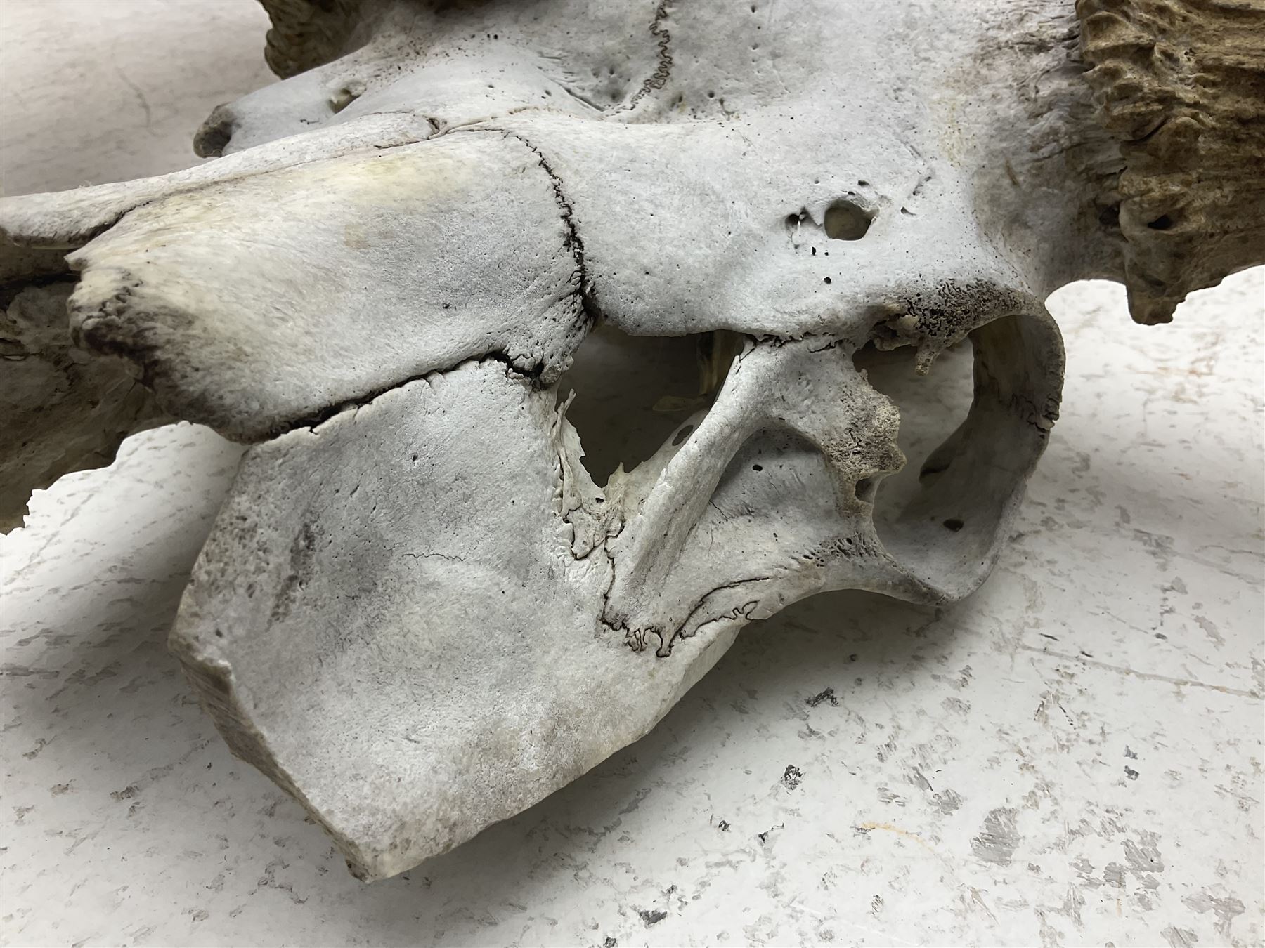 Antlers/Horns:Set of European Moose Antlers (Alces alces), a large set of adult bull Moose antlers on upper skull, widest span 114cm