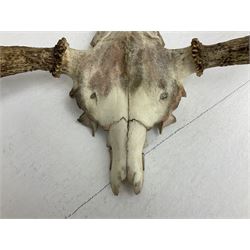 Antlers/horns: European Moose (Alces alces), two pairs of antlers on part upper skulls, one with fur covered frontlet, largest W85cm