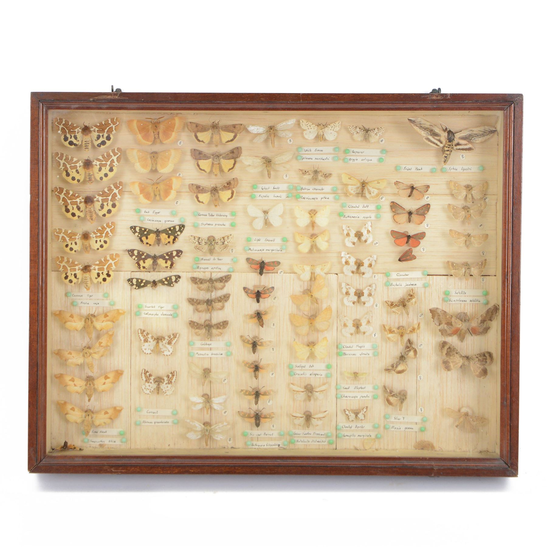 Entomology: Single glazed display of moths, single glazed display containing approximately seventy various specimens, including common tiger, lime hawk, common yellow underwing, all pinned with name labels below enclosed within a glazed entomology drawer, H36cm W46cm