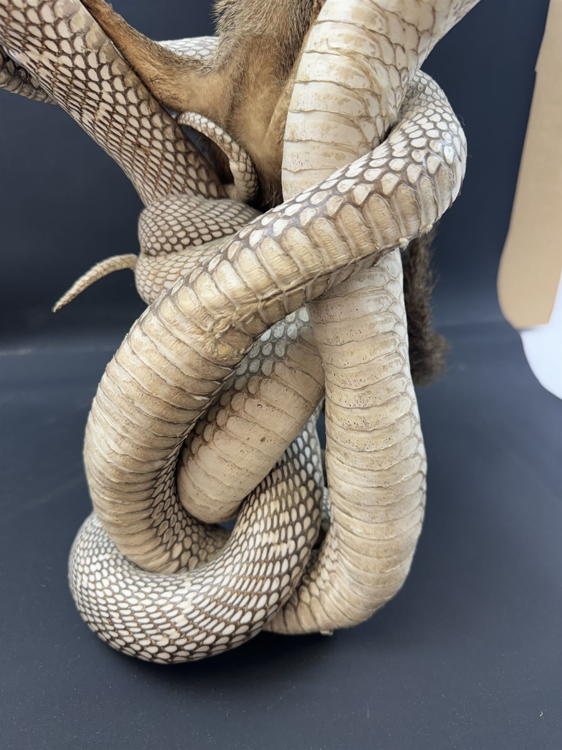 Taxidermy; Mongoose (Herpestidae) fighting three Indian cobras (Naja naja), the cobras entwined around an adult mongoose, H27cm