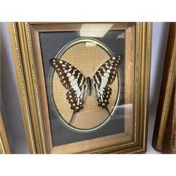 Entomology: Twelve framed displays contain thirteen specimens of tropical moths and butterflies, each mounted within gilt wall hanging picture frames of various sizes, specimens including Morpho Godarti, Caligo idomeneus, Cisseis morpho, Cathosia biblis etc, largest L35cm W30cm 