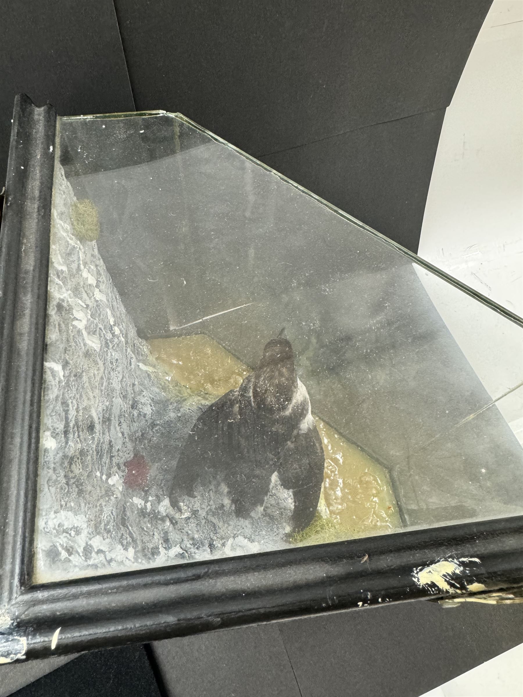 Taxidermy: Cased Little Auk (Alle alle), immature full mount, stood upon a painted faux rock ledge,the backdrop as a cliff with moss, enclosed within a ebonised angled four-glass display case, H32cm