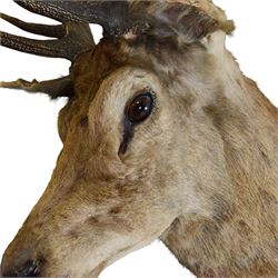 Taxidermy: Red Deer (Cervus elaphus), an adult stag shoulder mount with head turning to the left, mounted upon a wooden shield, D80cm