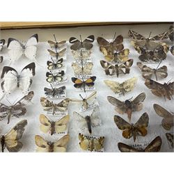 Entomology: Glazed entomology collector's drawer display of African and Asian butterflies and moths, a colourful display of one hundred and twenty six assorted specimens, collected from various regions of Africa and Asia, each with attached data labels, H50cm, W40cm