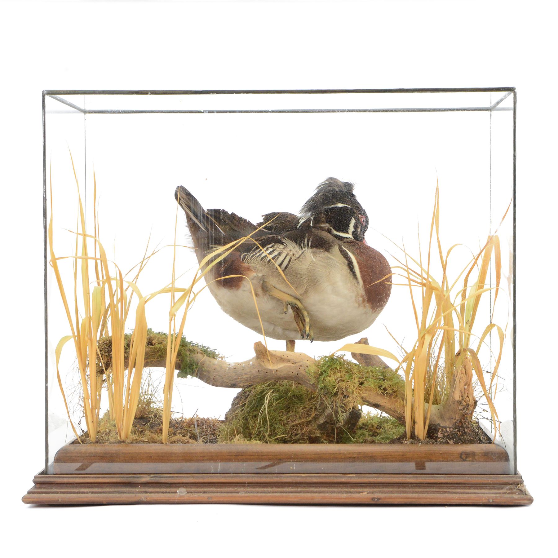 Taxidermy: Carolina Wood Duck (Aix sponsa), early 20th century, full drake mount, stood upon a tree stump covered mound with long grasses, within a glass case, H43cm 