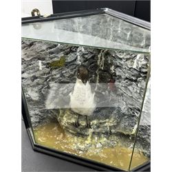 Taxidermy: Cased Little Auk (Alle alle), immature full mount, stood upon a painted faux rock ledge,the backdrop as a cliff with moss, enclosed within a ebonised angled four-glass display case, H32cm
