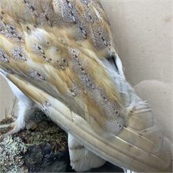 Taxidermy: Victorian cased Barn Owl (Tyto alba), full adult mount perched upon a tree stump amidst a natural setting, encased with an green single- glass display case, H46cm, L39cm, D17cm 