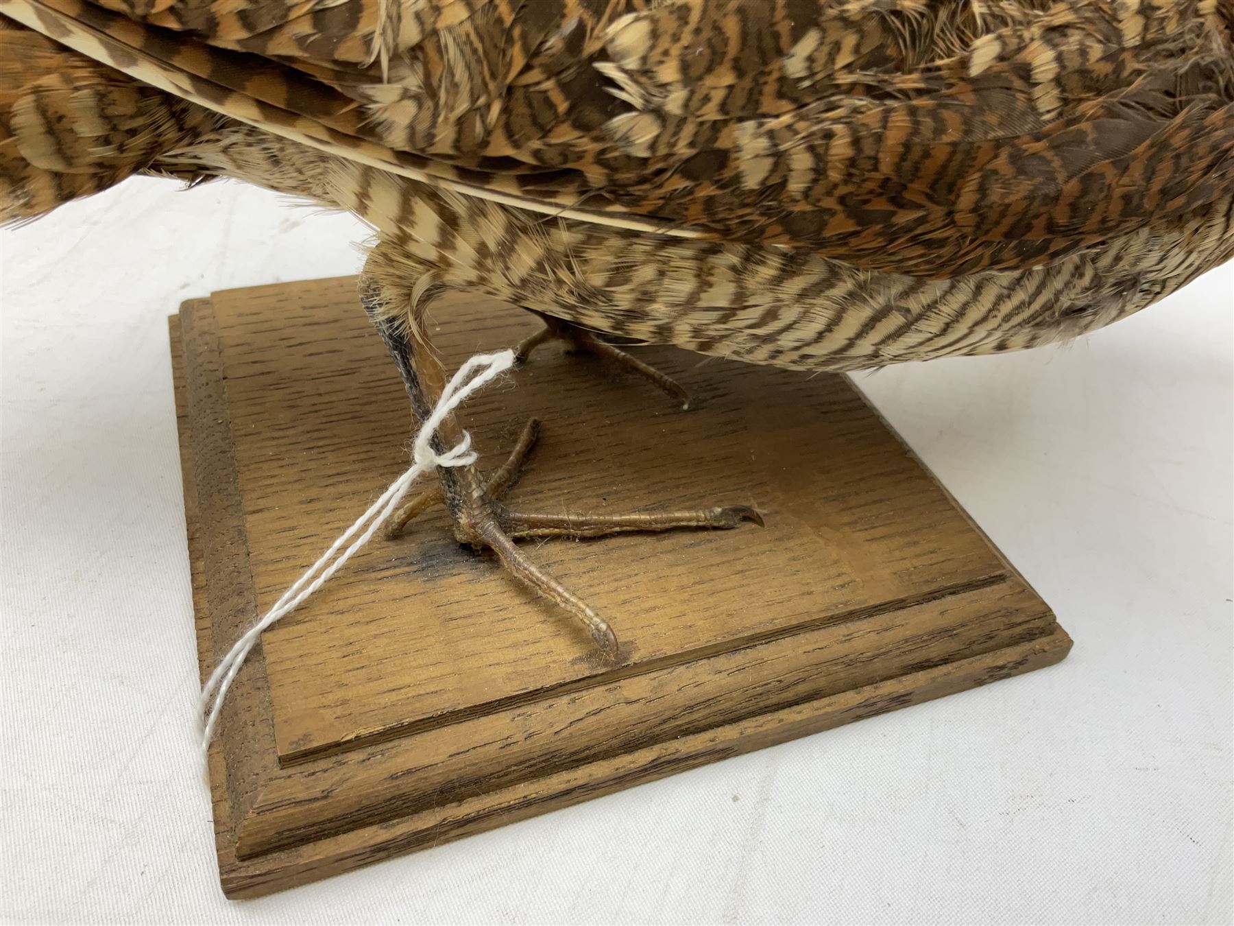 Taxidermy: Two Woodcock (Scolopax rusticola), both adult mounts on open display upon wooden bases, tallest example H22cm 