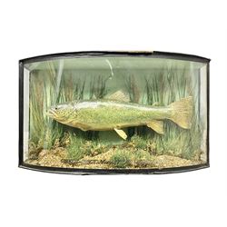Taxidermy: Brown trout (Salmo trutta), skin mount set above a pebbled river bed with reeds and ferns, against blue painted back drop, enclosed within an ebonised bow-front display case, with 'Costa Beck May 27th 1911, Weight 2 1/2lbs', inscribed to the glass, H34cm, L58cm 
