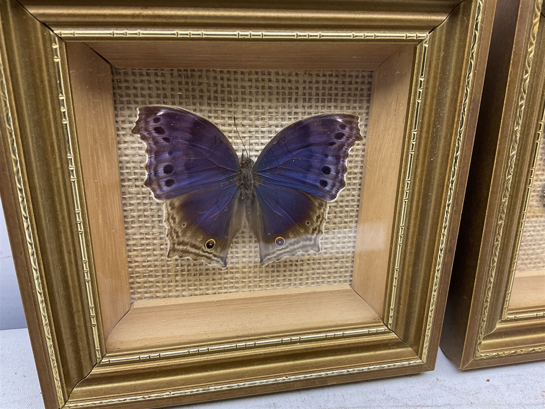 Entomology: Twelve framed displays contain thirteen specimens of tropical moths and butterflies, each mounted within gilt wall hanging picture frames of various sizes, specimens including Morpho Godarti, Caligo idomeneus, Cisseis morpho, Cathosia biblis etc, largest L35cm W30cm 