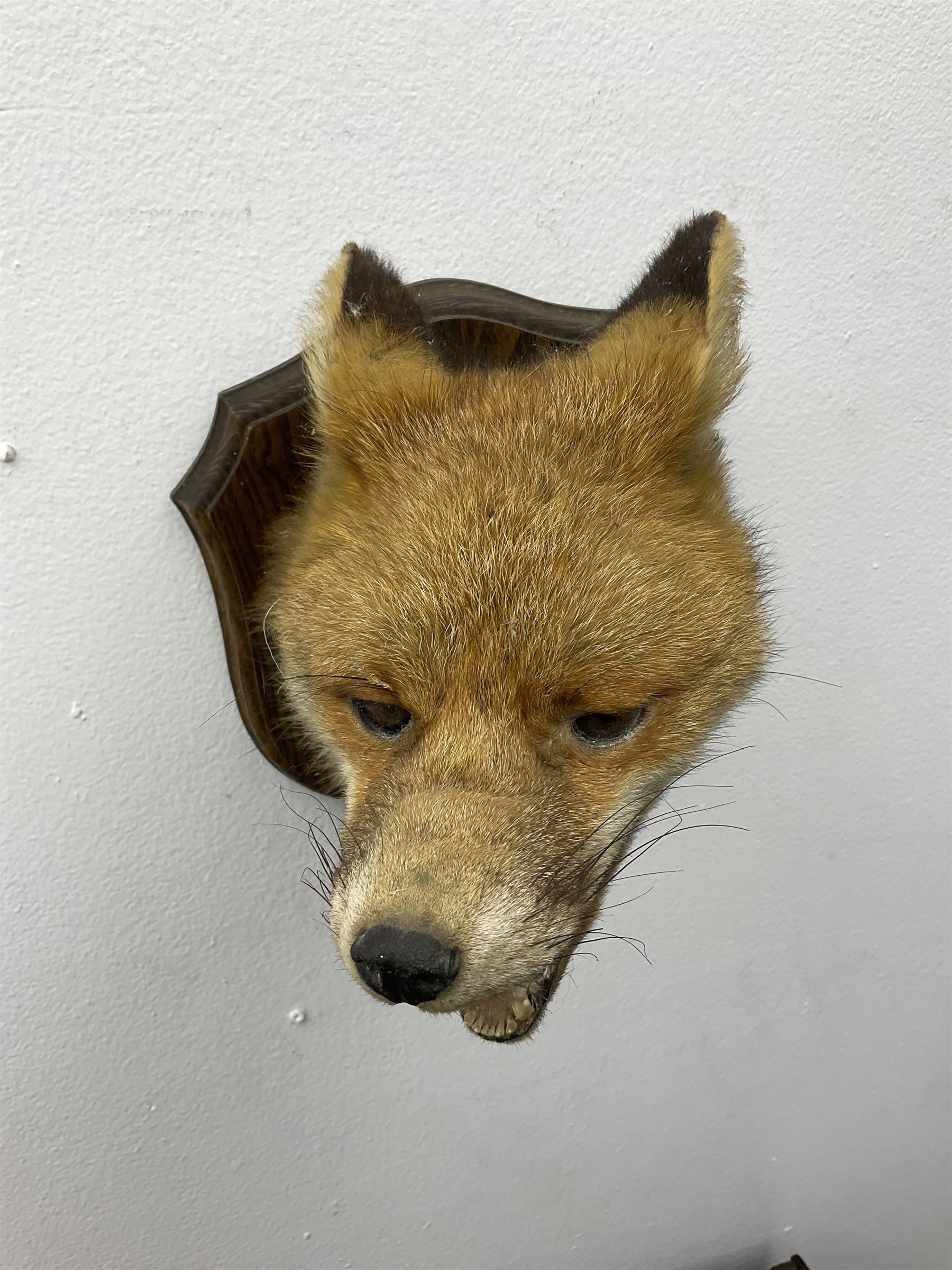 Taxidermy; Red fox mask (Vulpes vulpes), an adult head mount turning to the right with mouth agape bearing teeth, in defensive pose, with ears laid back, mounted upon a oak shield, H24cm 