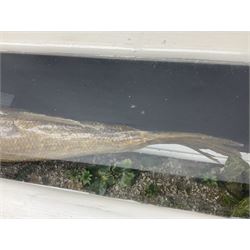 Taxidermy: Cased Northern Pike (Esox lucius), a large preserved skin mount set above a pebbled river bed, set against dark blue painted back drop, encased within a large three panel glass display case, H30cm, L122cm