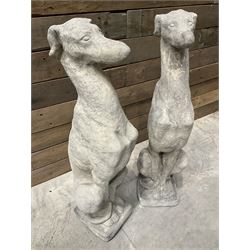 Pair of cast stone seated greyhounds, on square plinth base