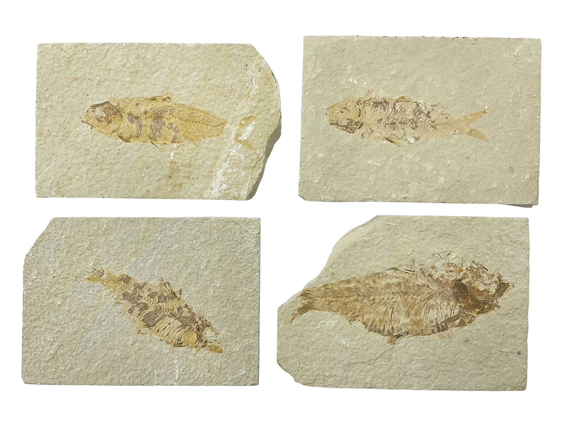 Four fossilised fish (Knightia alta) each in an individual matrix, age; Eocene period, location; Green River Formation, Wyoming, USA, largest matrix H9cm, L12cm