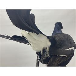 Taxidermy: Black Grouse (Lyrurus tetrix), full mount adult cockbird, open display perched upon a branch, H48cm