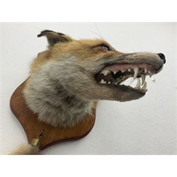 Taxidermy; Red fox mask (Vulpes vulpes), with mouth agape bearing teeth, mounted upon oak shield, with brush, shield L26cm