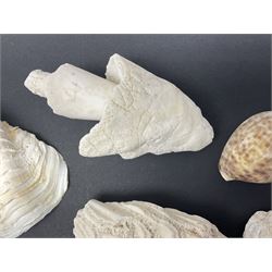 Conchology: collection of dried coral specimens together with a large collection of shells including cowrie shell, etc 