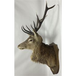 Taxidermy: Red Deer (Cervus elaphus), adult male imperial stag shoulder mount looking straight ahead, ten point antlers, mounted upon a shaped wooden shield, D65cm