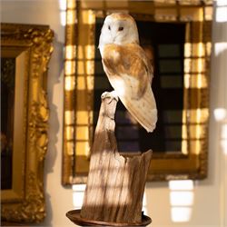 Taxidermy - European Brown Owl (Tyto alba), by Sarah Lancaster taxidermy, full adult mount...