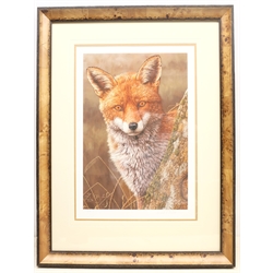Robert E Fuller (British 1972-): 'Fox at Dawn', limited edition colour print signed and numbered 503/850 in pencil 44cm x 30cm