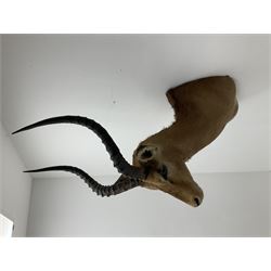 Taxidermy: Common Impala (Aepyceros melampus), adult male shoulder mount looking straight ahead, approximately H90cm