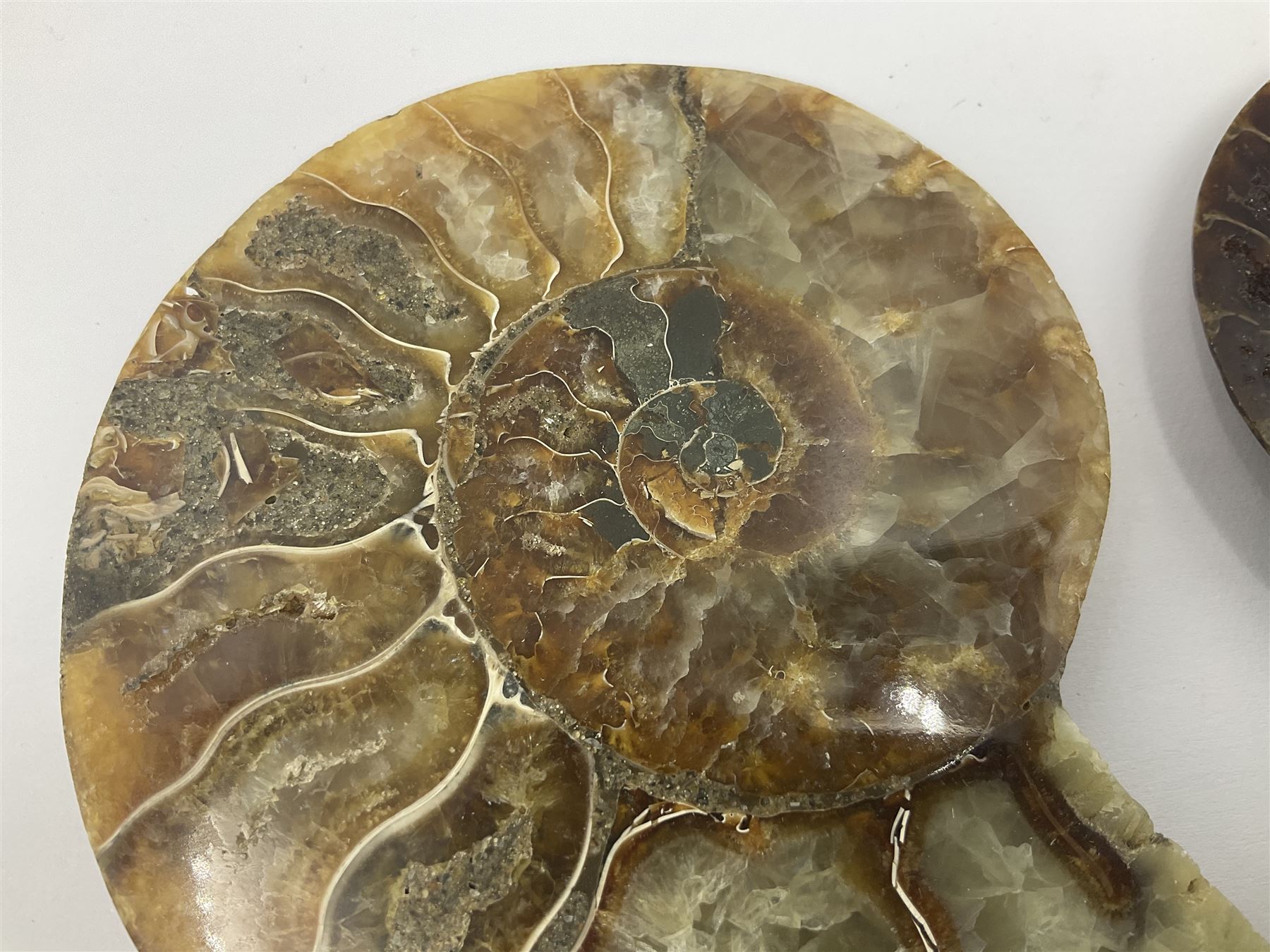 Two ammonite fossil slices, with polished finish, age: Cretaceous period, location: Madagascar, D10cm