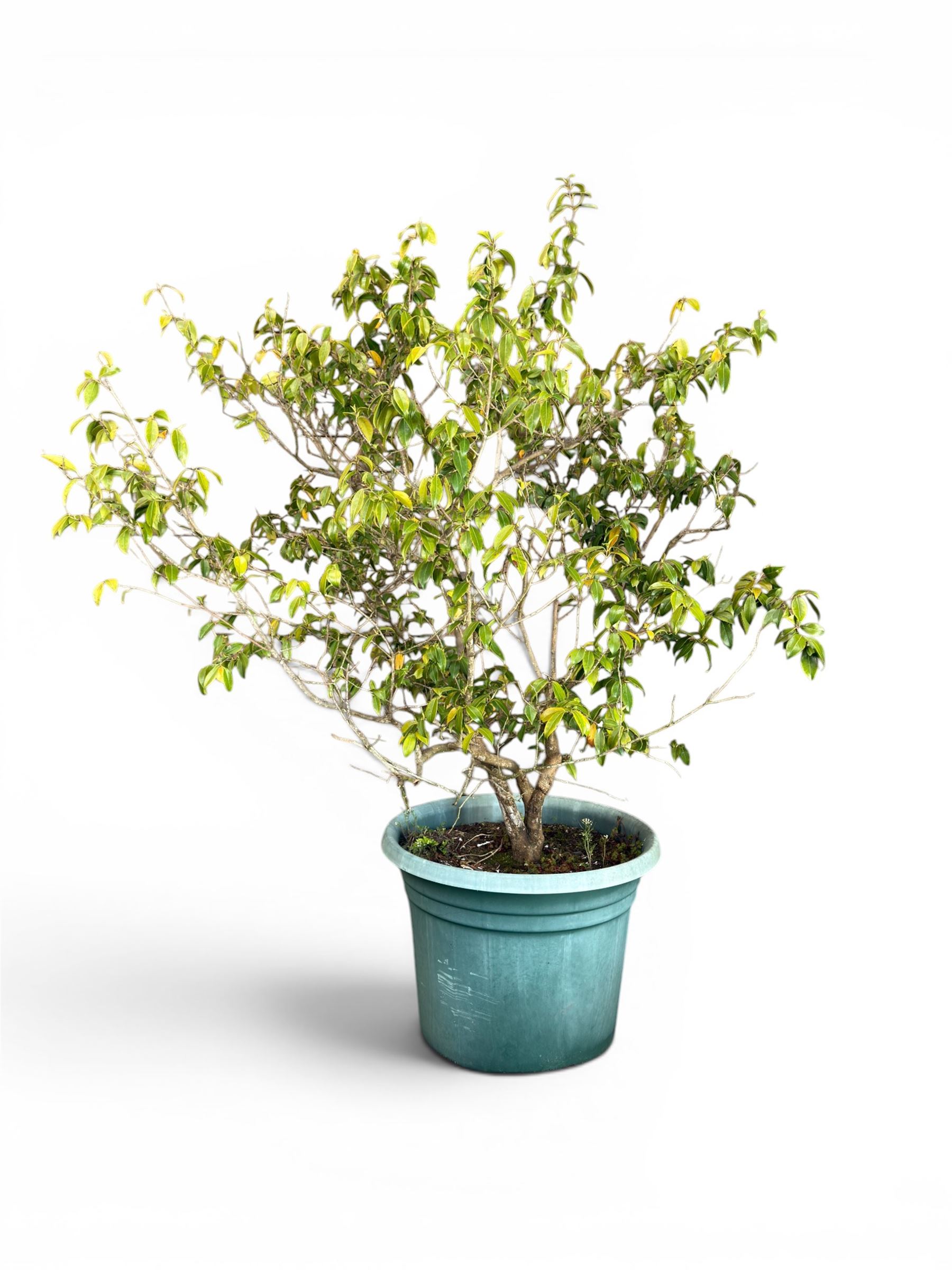 Camellia tree, planted in large circular plastic tub