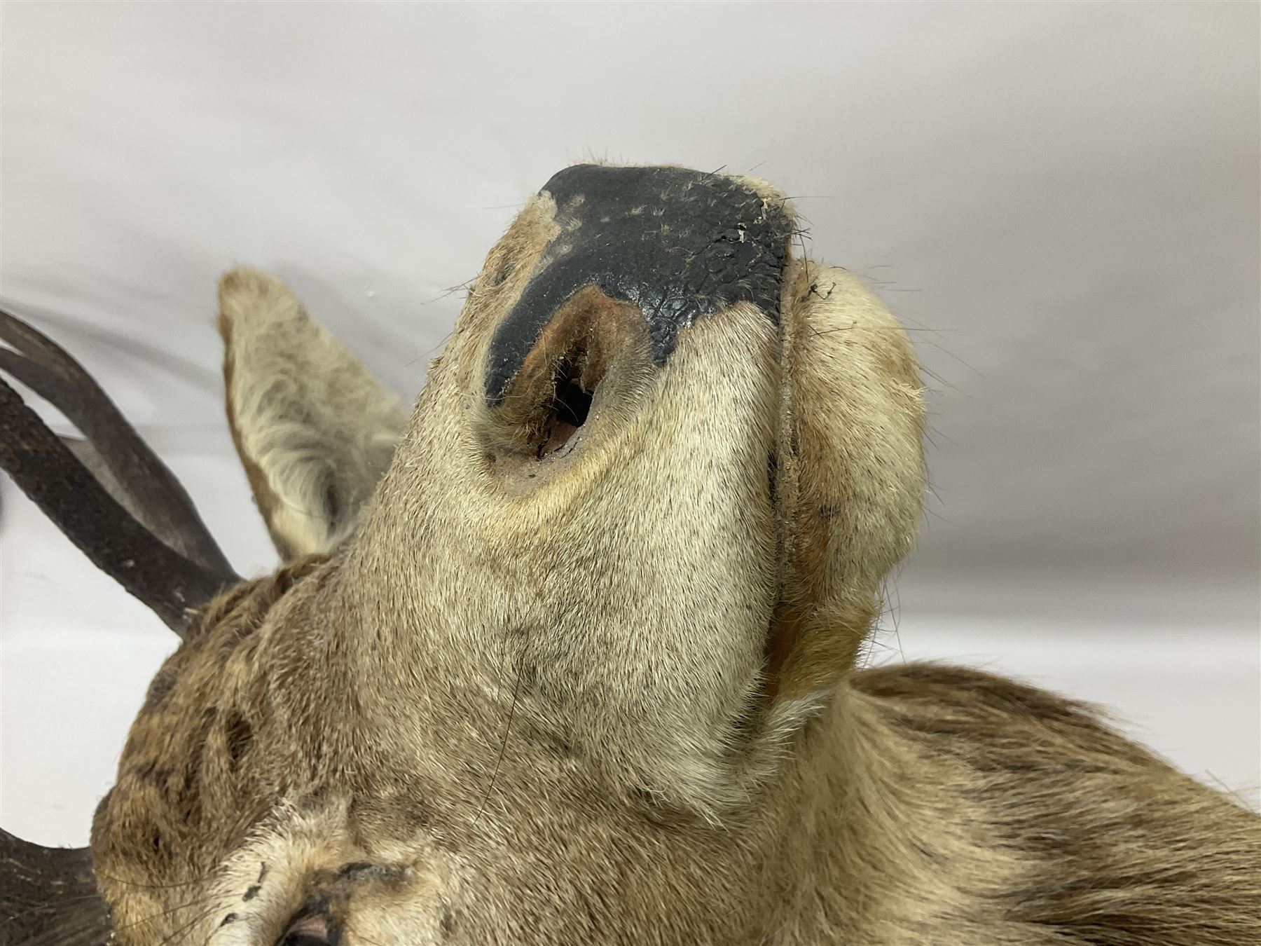 Taxidermy: Red Deer (Cervus elaphus), adult male imperial stag shoulder mount looking straight ahead, ten point antlers, mounted upon a shaped wooden shield, D65cm