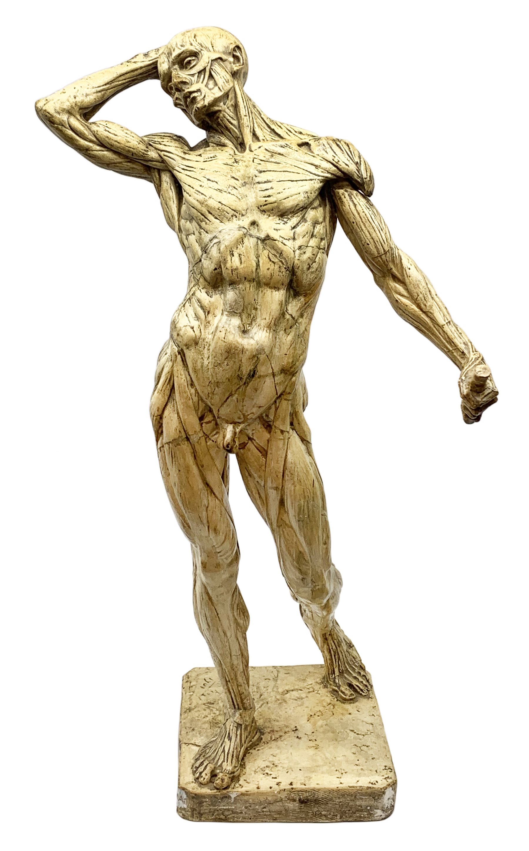 After Edouard Lanteri (1848-1917), a plaster cast anatomical male figure, signed to base E Lanteri 1901, H85.5cm