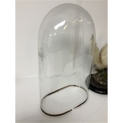 Taxidermy: Victorian cased Red Squirrel (Sciurus vulgaris), full mount holding a hazelnut, upon naturalistic ground, enclosed beneath a period oval glass dome with ebonised base, raised upon four bun feet H44cm D15cm W24cm