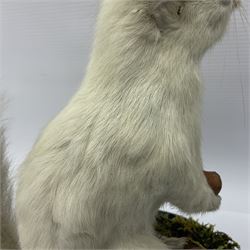 Taxidermy: Victorian albino Squirrel (Sciurus vulgaris), full mount adult, holding a hazelnut, upon naturalistic ground, enclosed beneath later glass dome with ebonised base, H32cm